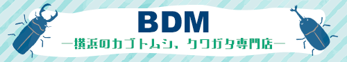 横浜カブトムシ、クワガタ
                    専門店なBDM